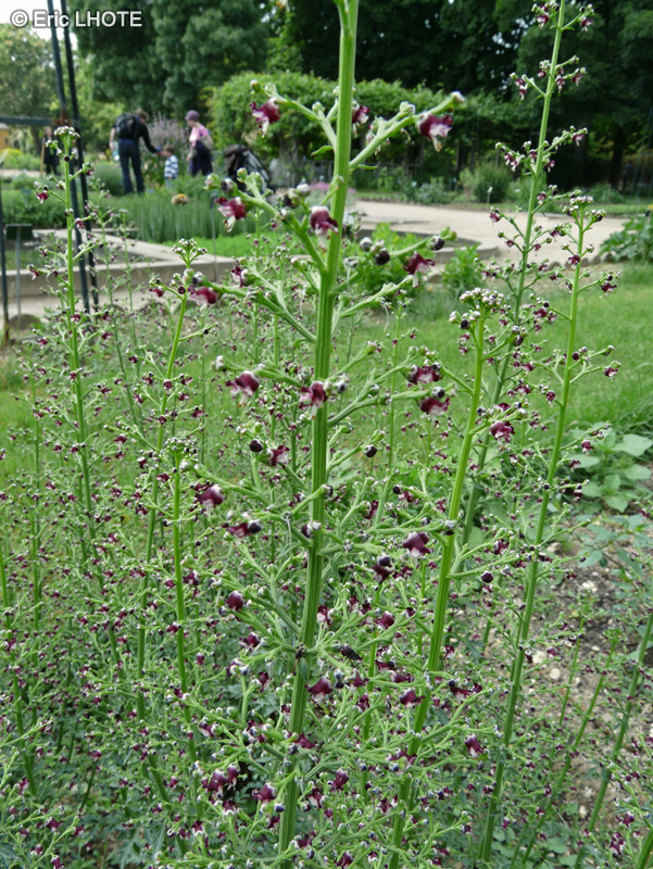  - Scrophularia canina - 