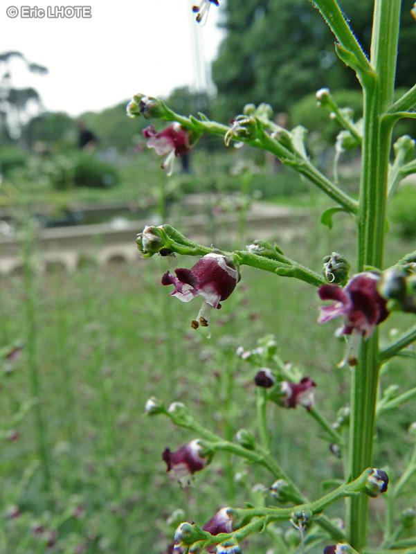 Scrophulariaceae - Scrophularia canina - Scrophulaire des chiens
