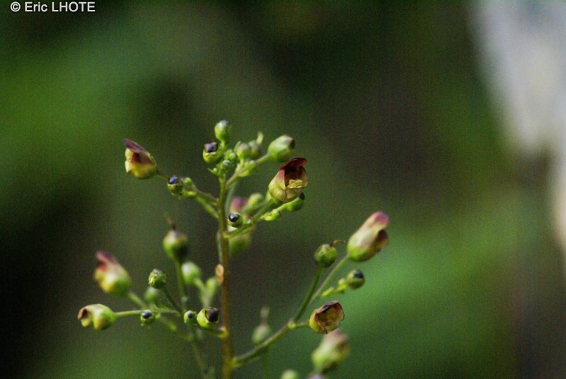  - Scrophularia nodosa - 