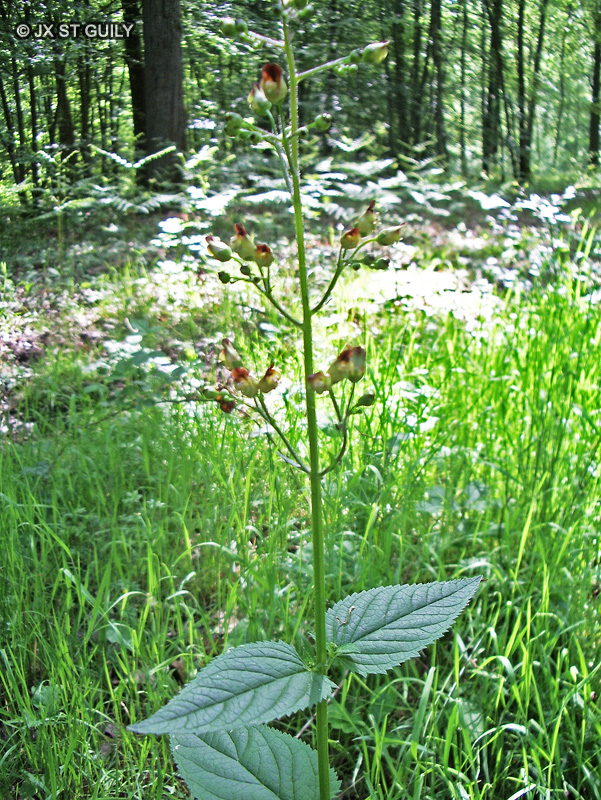 Scrophulariaceae - Scrophularia nodosa - Scrofulaire noueuse, Grande scrofulaire, Scrofulaire des bois, Herbe aux &eacute;crouelles