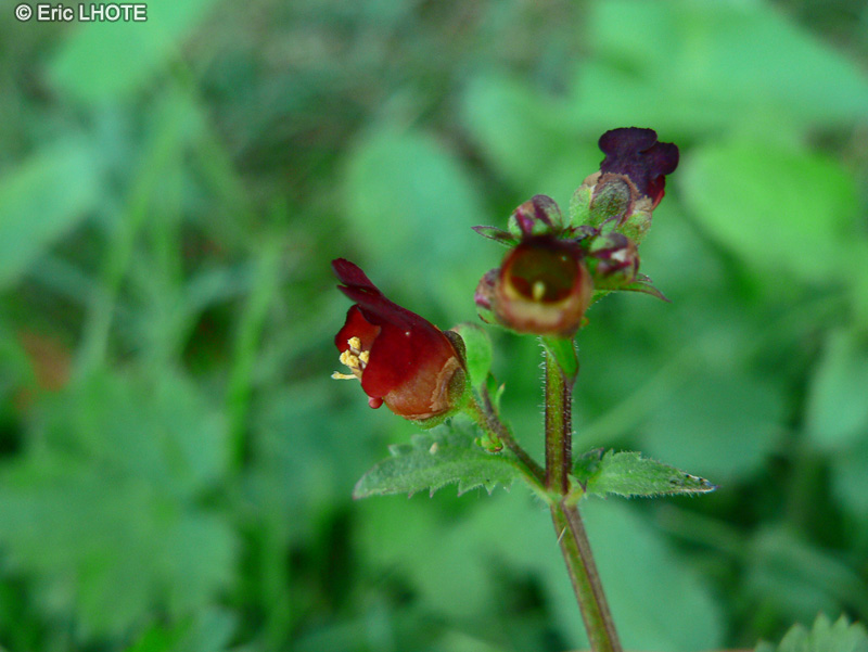 Scrophulariaceae - Scrophularia peregrina - Scrophulaire voyageuse