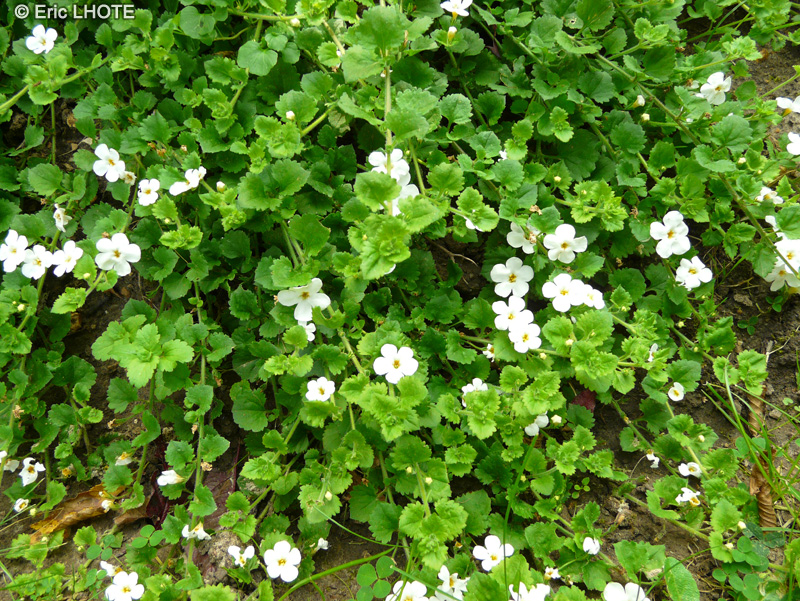  - Sutera cordata - 
