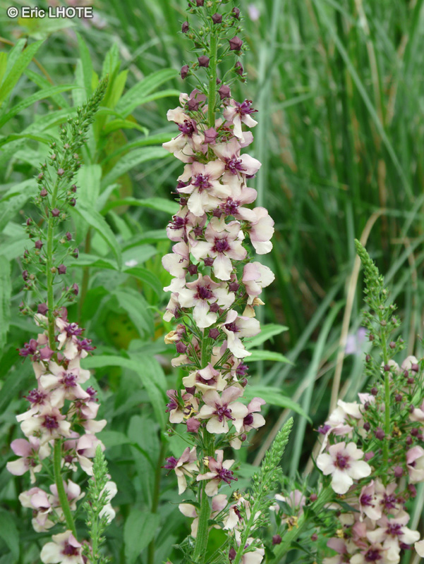  - Verbascum Southern Charm - 