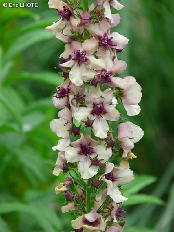  - Verbascum Southern Charm - 