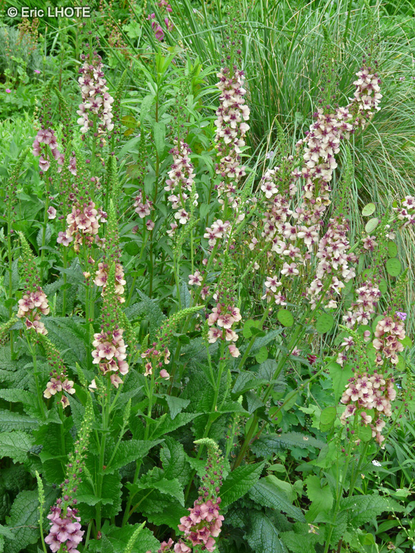 Scrophulariaceae - Verbascum Southern Charm - Molène