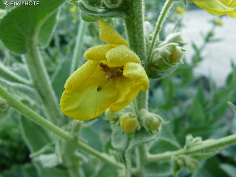  - Verbascum epixanthinum - 