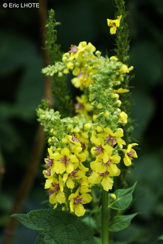  - Verbascum nigrum - 