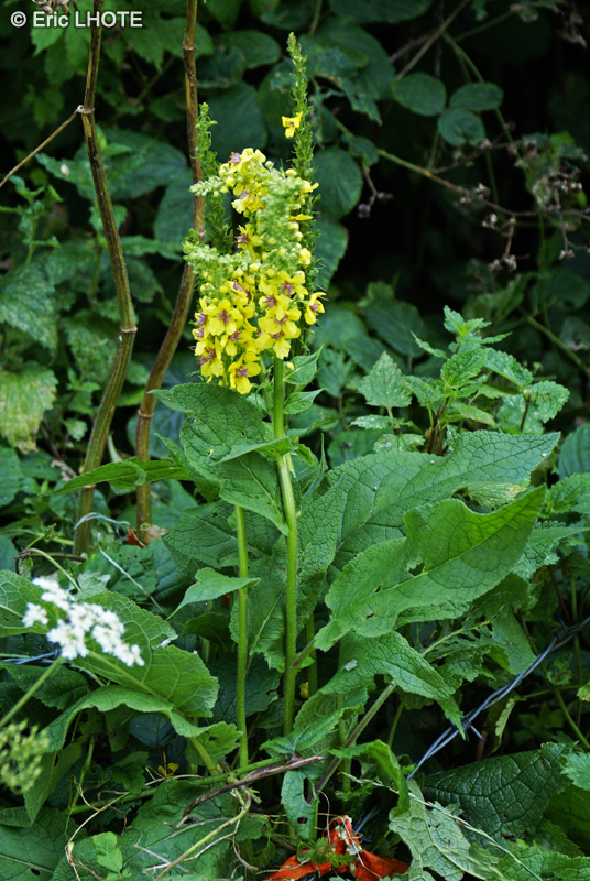  - Verbascum nigrum - 