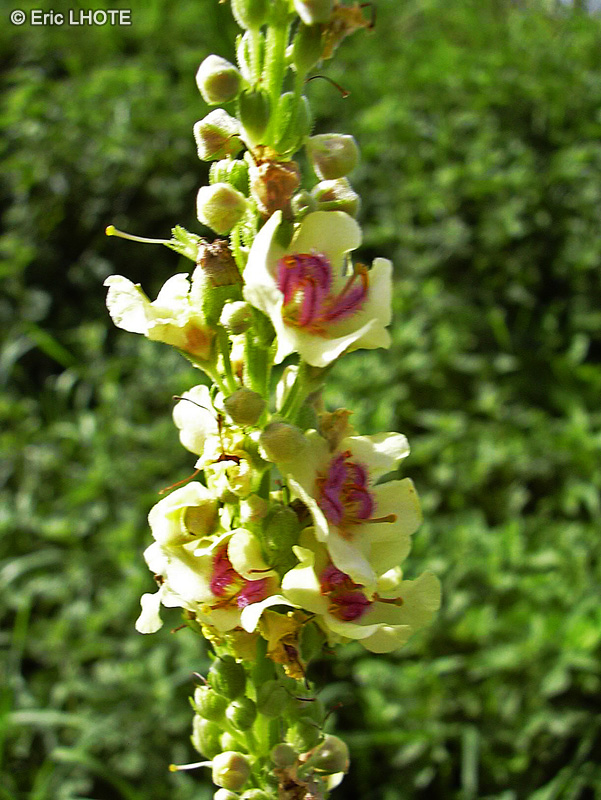 Scrophulariaceae - Verbascum nigrum - Molène noire