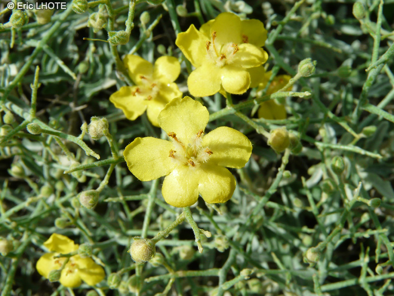 Scrophulariaceae - Verbascum spinosum - Mol&egrave;ne