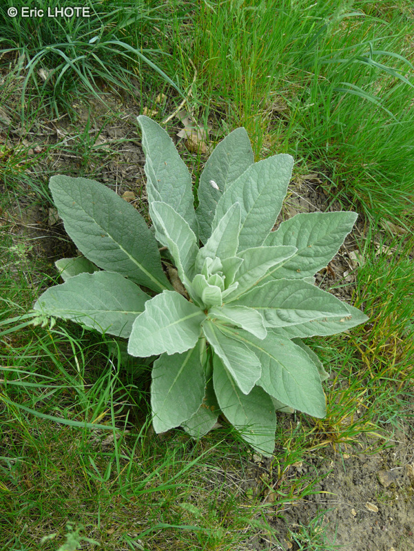  - Verbascum thapsus - 