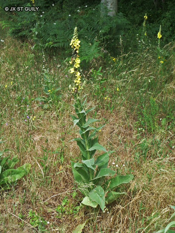 Scrophulariaceae - Verbascum thapsus - Bouillon blanc, Molène, Cierge de Notre-Dame, Fleur de grand chandelier, Blanc de mai, Bonhomme, Herbe du Saint Fiacre