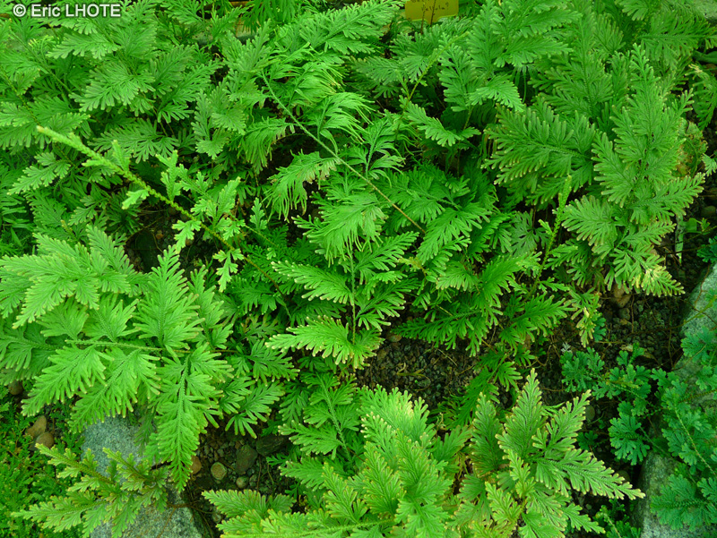 Selaginellaceae - Selaginella bellula - Sélaginelle