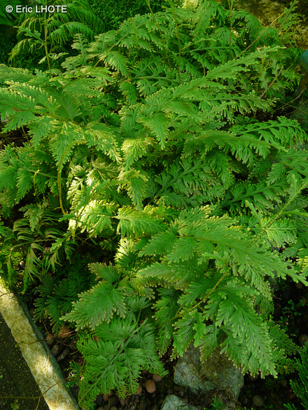 Selaginellaceae - Selaginella biformis - Sélaginelle