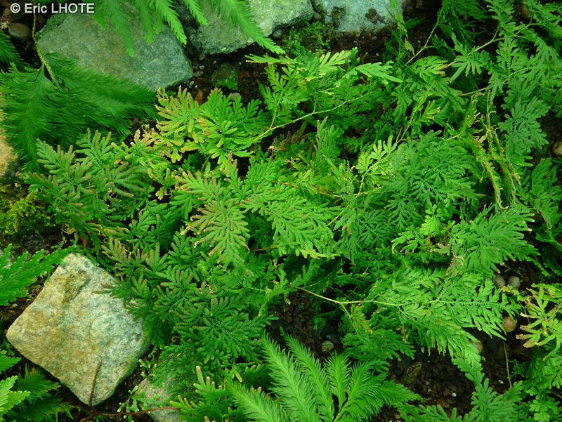 Selaginellaceae - Selaginella braunii - Sélaginelle