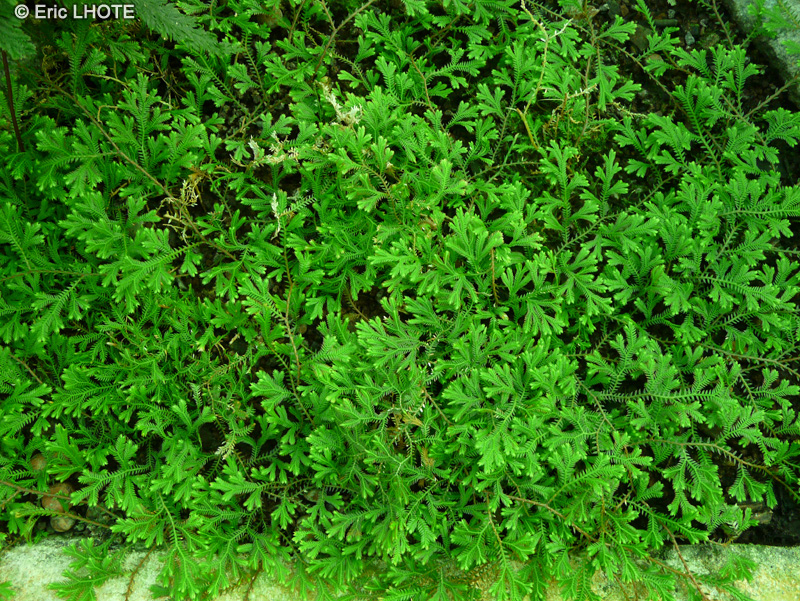 Selaginellaceae - Selaginella concinna - Sélaginelle
