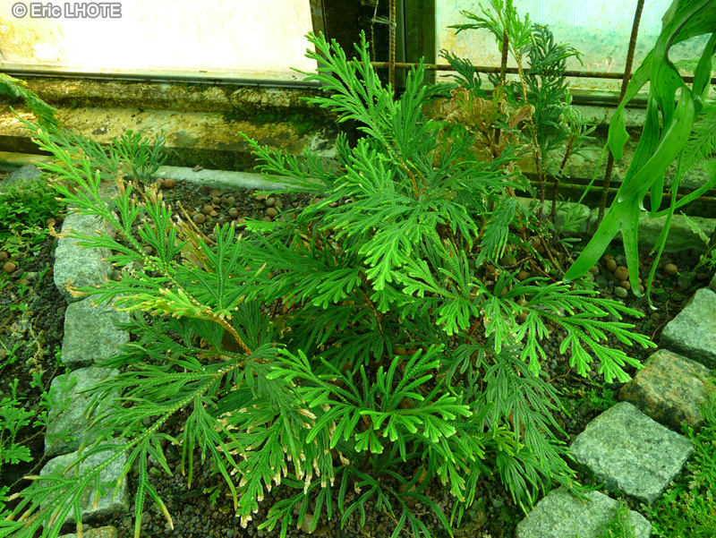 Selaginellaceae - Selaginella fissidentoides - S&eacute;laginelle