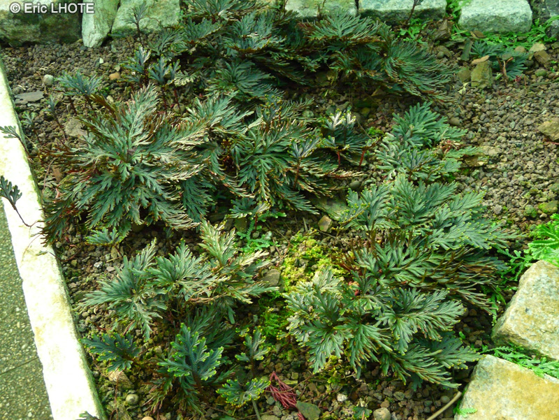 Selaginellaceae - Selaginella haematodes - S&eacute;laginelle