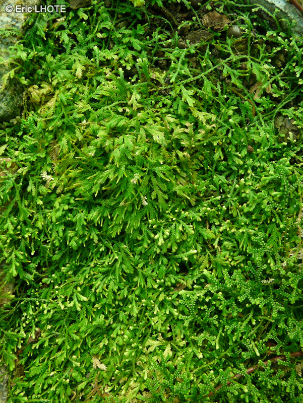 Selaginellaceae - Selaginella heterodonta - Sélaginelle