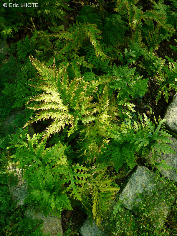 Selaginellaceae - Selaginella involens - Sélaginelle