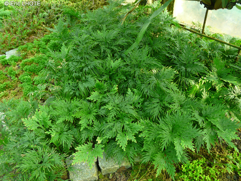 Selaginellaceae - Selaginella kraussiana Aurea - S&eacute;laginelle