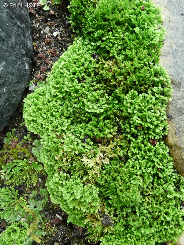  - Selaginella kraussiana Brownii - 