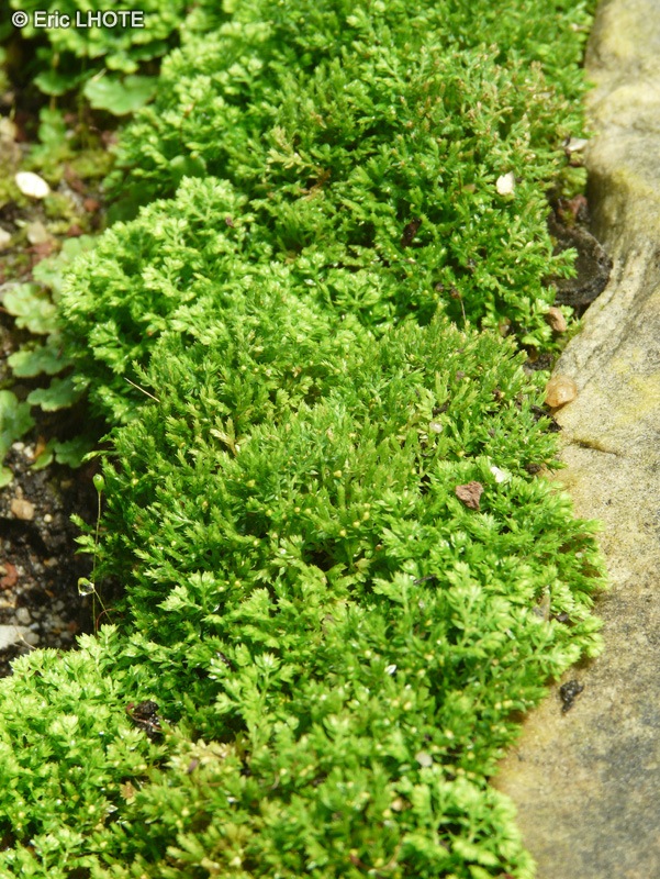 Selaginellaceae - Selaginella kraussiana Brownii - S&eacute;laginelle
