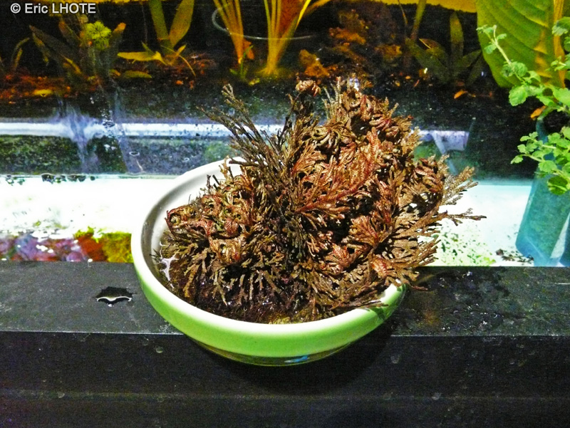 - Selaginella lepidophylla - 