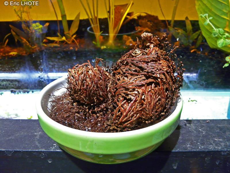 Selaginellaceae - Selaginella lepidophylla - Rose de Jéricho
