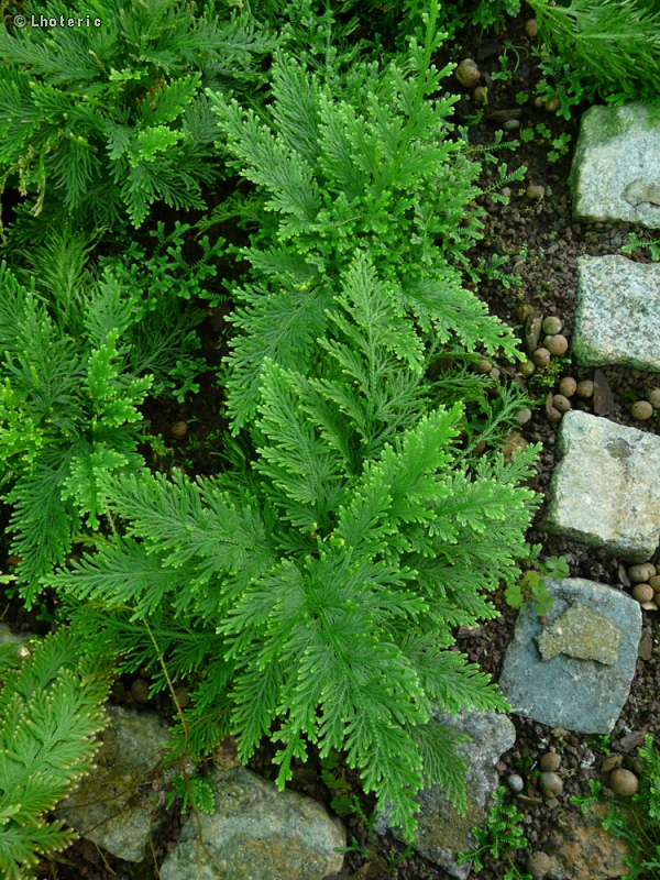Selaginellaceae - Selaginella meliana - SÃ©laginelle