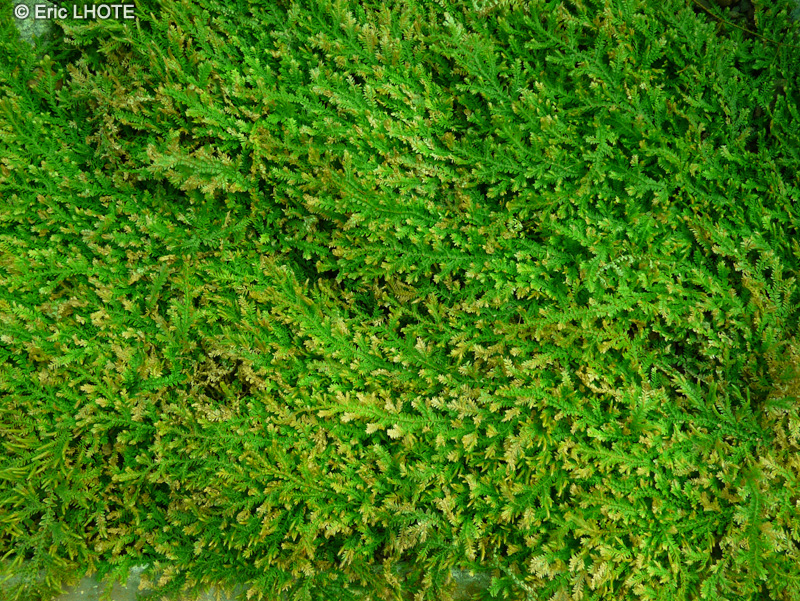 Selaginellaceae - Selaginella muscosa - S&eacute;laginelle