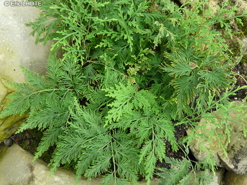  - Selaginella nobilis - 