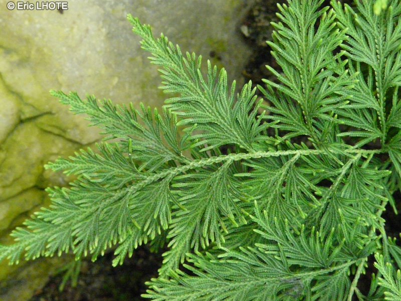  - Selaginella nobilis - 