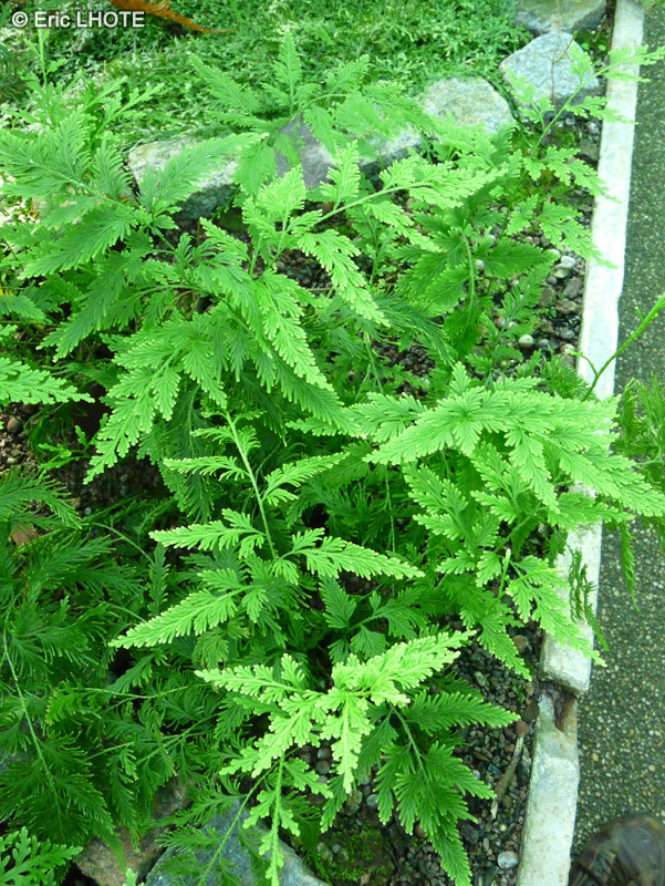  - Selaginella nobilis - 