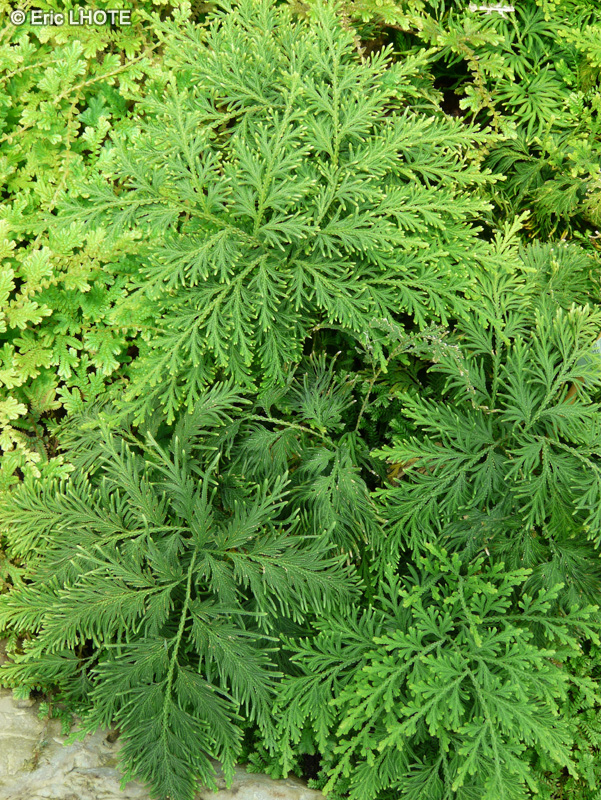 Selaginellaceae - Selaginella nobilis - S&eacute;laginelle