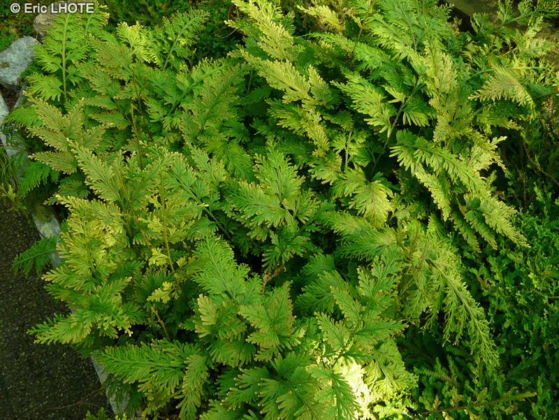 Selaginellaceae - Selaginella ornithopodioides - Sélaginelle