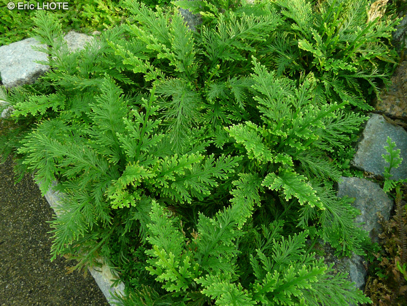  - Selaginella pallescens - 