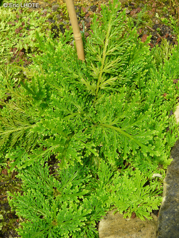 Selaginellaceae - Selaginella pallescens - S&eacute;laginelle
