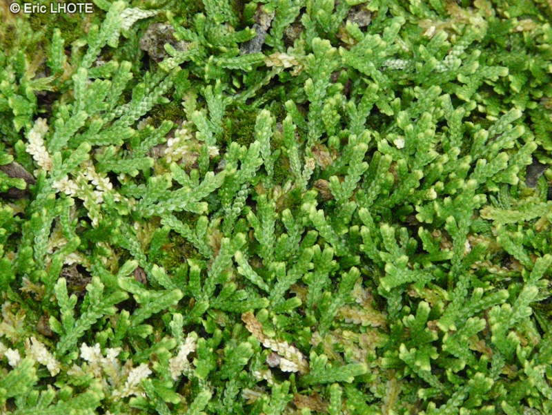  - Selaginella patula - 