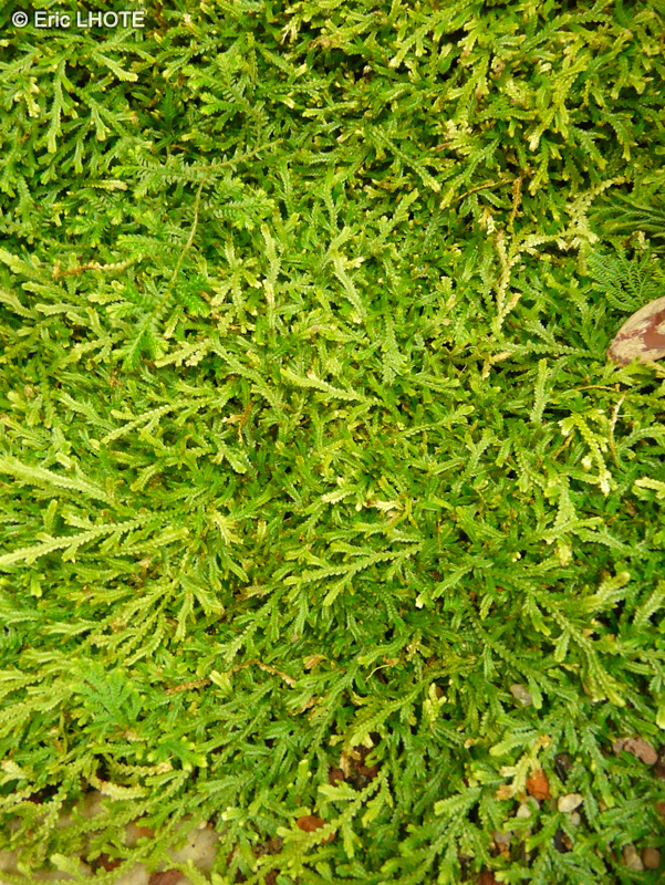  - Selaginella patula - 