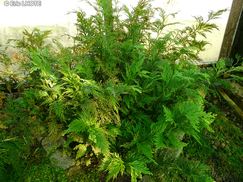 Selaginellaceae - Selaginella plana - S&eacute;laginelle