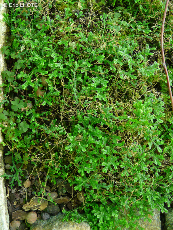 Selaginellaceae - Selaginella sanguinolenta - S&eacute;laginelle