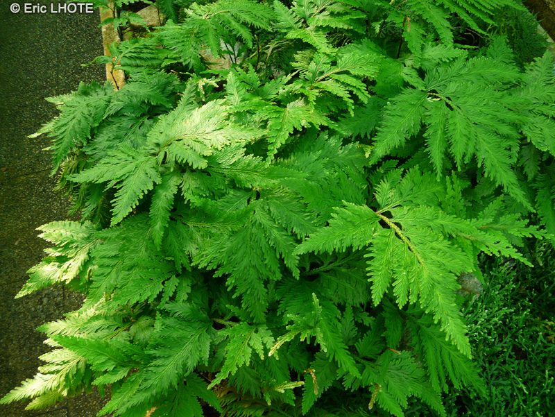 Selaginellaceae - Selaginella umbrosa - S&eacute;laginelle