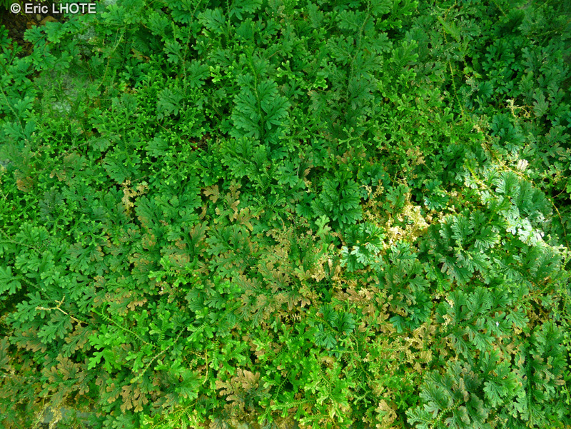 Selaginellaceae - Selaginella uncinata - Sélaginelle