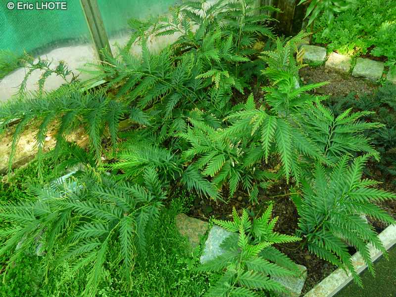 Selaginellaceae - Selaginella velutina - S&eacute;laginelle