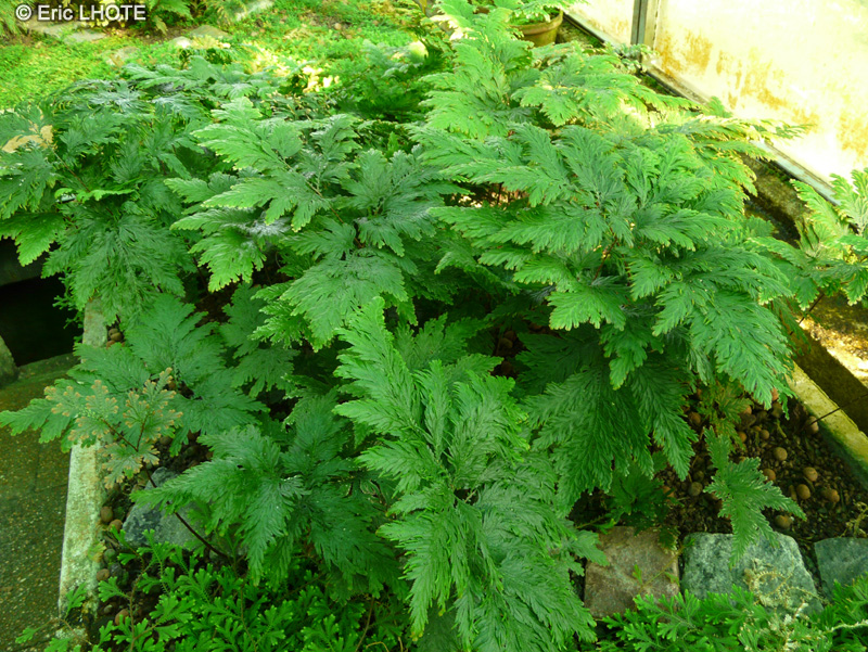  - Selaginella vogelii - 