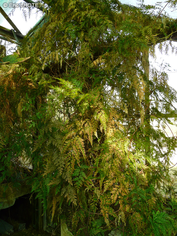 Selaginellaceae - Selaginella willdenowii - Sélaginelle