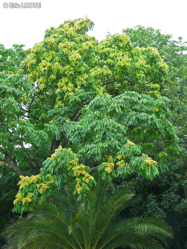  - Ailanthus altissima, Ailanthus glandulosa - 