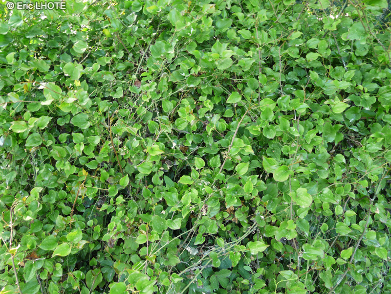 Smilacaceae - Smilax aspera - Salsepareille d&rsquo;Europe, Salsepareille rugueuse, Liseron &eacute;pineux