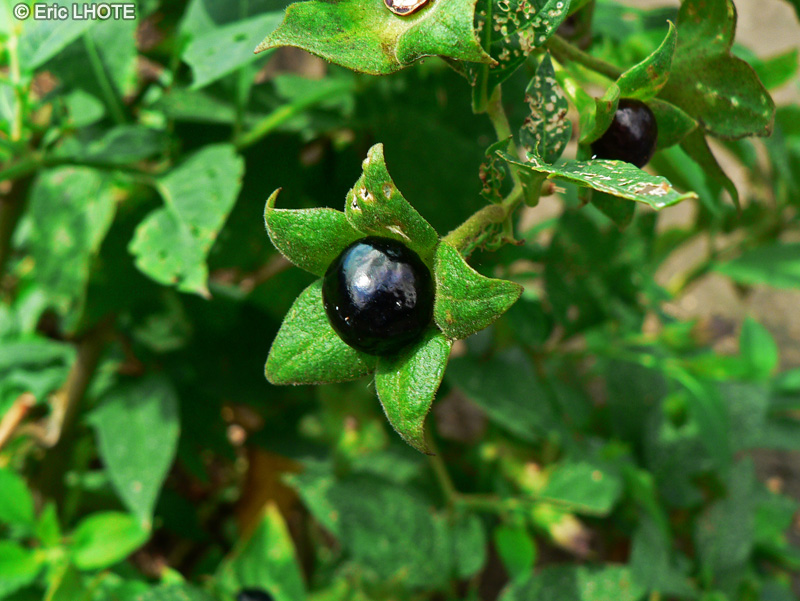  - Atropa belladonna - 